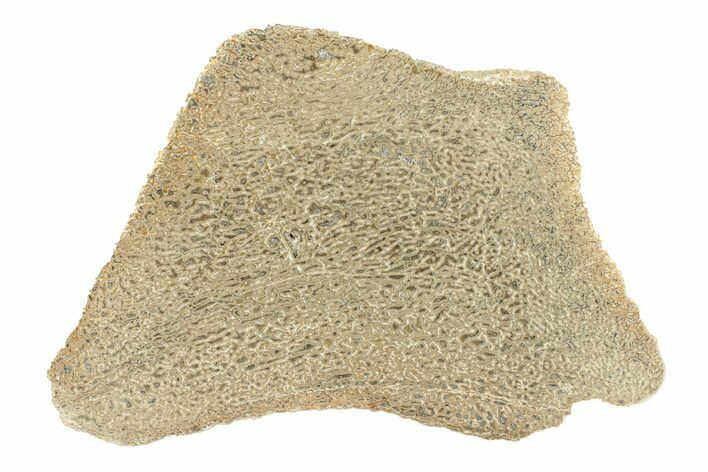 Polished Dinosaur Bone (Gembone) Slab - Morocco #271400